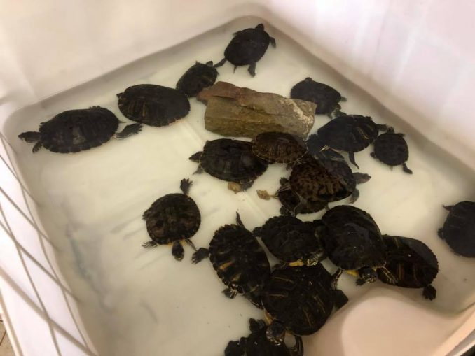 Impression aus der Schildkrötenauffangstation RespekTurtle