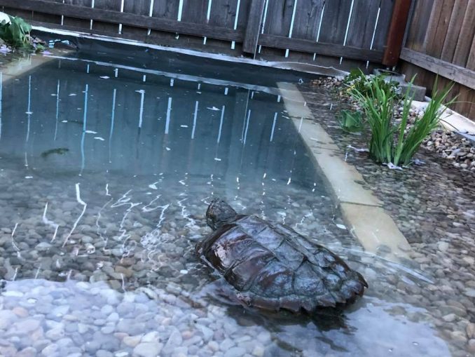 Einblick in die Arbeit des Schildkrötengnadenhofs RespekTurtle