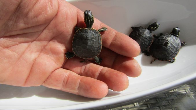 Impression aus dem Schildkrötengnadenhof RespekTurtle